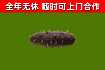 葫芦岛回收海参干